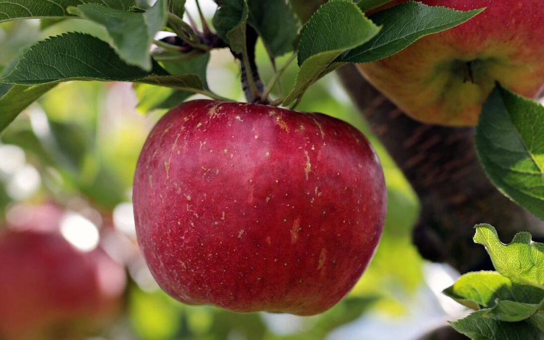 Agroturystyka, produkt regionalny i tradycyjny a produkt turystyczny – jabłka łąckie